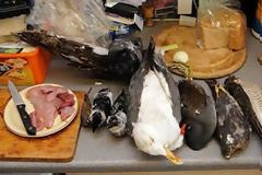 ΔΕΙΤΕ: 8 παράξενες δίαιτες  κάνουν εντύπωση!