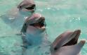 Ο απίστευτος κόσμος των δελφινιών [ΕΚΠΛΗΚΤΙΚΟ ΒΙΝΤΕΟ]