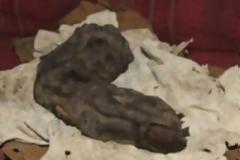 ΦΩΤΟ – ΑΙΓΥΠΤΟΣ: Μουμιοποιημένο δάχτυλο γίγαντα ανακαλύφτηκε