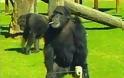 Παλαιότερος ο διαχωρισμός ανθρώπων από χιμπατζήδες