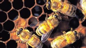 'Εάν η μέλισσα εξαφανιστεί από προσώπου Γης, ο άνθρωπος θα έχει μόνο τέσσερα χρόνια ζωής... - Φωτογραφία 1