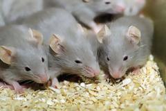 ΤΟ ΣΕΞ ΜΑΣ ΚΑΝΕΙ ΕΞΥΠΝΟΤΕΡΟΥΣ