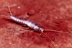 ΔΕΙΤΕ: Ασημένια πλάσματα της φύσης!