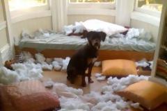 ΔΕΙΤΕ: Όταν τα κατοικίδια έχουν καταστροφικές διαθέσεις