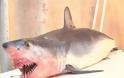 Ψαράς έπιασε μικρό καρχαρία στο Ακρωτήρι Χανίων [Photos] - Φωτογραφία 1