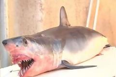 Ψαράς έπιασε μικρό καρχαρία στο Ακρωτήρι Χανίων [Photos]