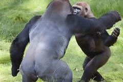 Γέλια και αγκαλιές... Δύο γορίλες ανταμώνουν έπειτα από τρία χρόνια (Φώτο)  ΠΗΓΗ : Περίεργα - PERIERGAA - Strange news: Γέλια και αγκαλιές... Δύο γορίλες ανταμώνουν έπειτα από τρία χρόνια [ΦΩΤΟ]