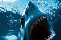 Ψάρεψε καρχαρία στην Κρήτη [ΦΩΤΟ]