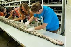 ΔΕΙΤΕ: Πύθωνας 75 κιλών προβληματίζει τους ειδικούς