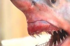 Ψαράς έπιασε μικρό καρχαρία στο Ακρωτήρι Χανίων