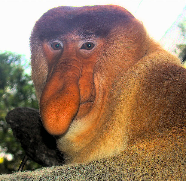 ΔΕΙΤΕ: Οι μαϊμούδες με τη μεγάλη μύτη - Φωτογραφία 1