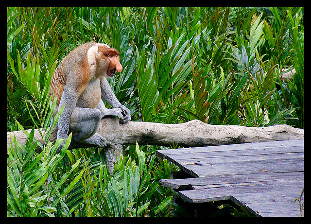 ΔΕΙΤΕ: Οι μαϊμούδες με τη μεγάλη μύτη - Φωτογραφία 10