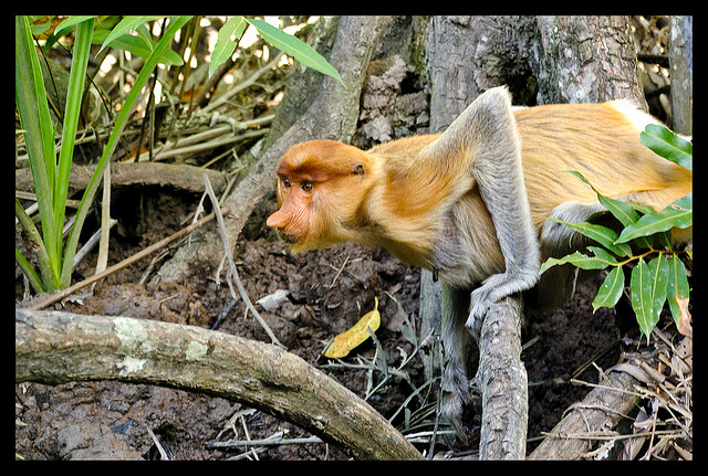 ΔΕΙΤΕ: Οι μαϊμούδες με τη μεγάλη μύτη - Φωτογραφία 12