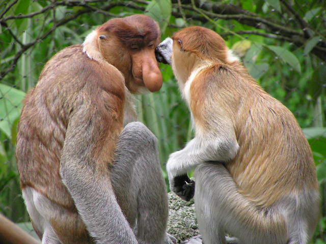 ΔΕΙΤΕ: Οι μαϊμούδες με τη μεγάλη μύτη - Φωτογραφία 2