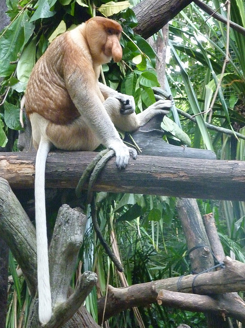 ΔΕΙΤΕ: Οι μαϊμούδες με τη μεγάλη μύτη - Φωτογραφία 3