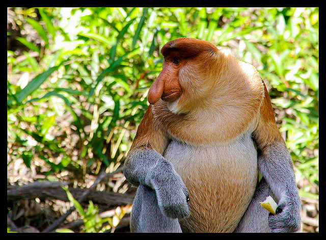ΔΕΙΤΕ: Οι μαϊμούδες με τη μεγάλη μύτη - Φωτογραφία 4