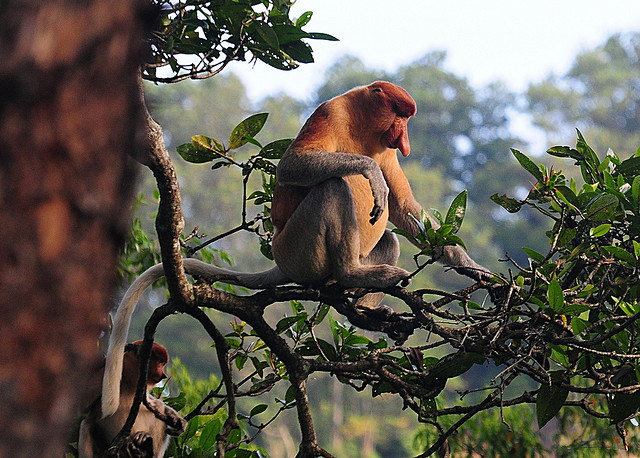 ΔΕΙΤΕ: Οι μαϊμούδες με τη μεγάλη μύτη - Φωτογραφία 5