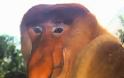 ΔΕΙΤΕ: Οι μαϊμούδες με τη μεγάλη μύτη