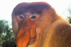 ΔΕΙΤΕ: Οι μαϊμούδες με τη μεγάλη μύτη