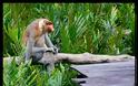 ΔΕΙΤΕ: Οι μαϊμούδες με τη μεγάλη μύτη - Φωτογραφία 10
