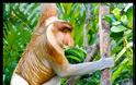 ΔΕΙΤΕ: Οι μαϊμούδες με τη μεγάλη μύτη - Φωτογραφία 11
