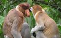 ΔΕΙΤΕ: Οι μαϊμούδες με τη μεγάλη μύτη - Φωτογραφία 2