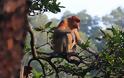 ΔΕΙΤΕ: Οι μαϊμούδες με τη μεγάλη μύτη - Φωτογραφία 5