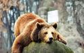Επιστημονική ανησυχία για το θάνατο αρκούδας στη Γερμανία