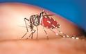 Δεν υπάρχει θέμακαραντίνας εξαιτίας του ιού του Δυτικού Νείλου σε Καβάλα και Ξάνθη