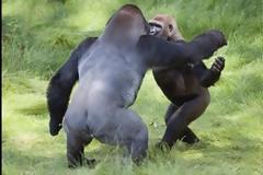 ΔΕΙΤΕ: Γορίλες με ανθρώπινα αισθήματα...