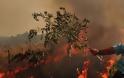 Σε εξέλιξη η δασική πυρκαγιά στη Χίο