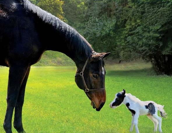Το μικρότερο άλογο στον κόσμο... ετών 11! - Φωτογραφία 1