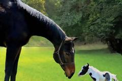 Το μικρότερο άλογο στον κόσμο... ετών 11!