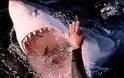 35 είδη καρχαρία ζουν στα ελληνικά νερά