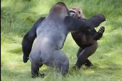 ΔΕΙΤΕ: Γορίλες με ανθρώπινα αισθήματα...