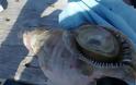 Γιγαντιαίο θαλάσσιο σαλιγκάρι στη Κεφαλονιά - Φωτογραφία 1