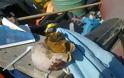 Γιγαντιαίο θαλάσσιο σαλιγκάρι στη Κεφαλονιά - Φωτογραφία 2