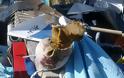 Γιγαντιαίο θαλάσσιο σαλιγκάρι στη Κεφαλονιά - Φωτογραφία 5