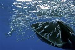 ΔΕΙΤΕ: Η άγρια ομορφιά αποκαλύπτεται...