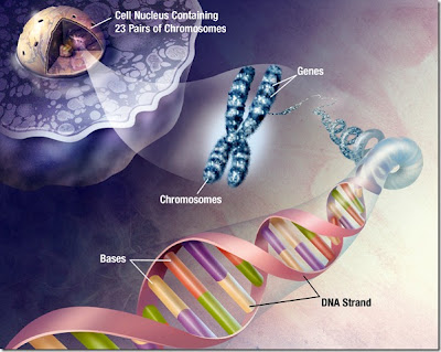 Ξεχάστε τις 12 Αλυσίδες του DNA! - Φωτογραφία 2