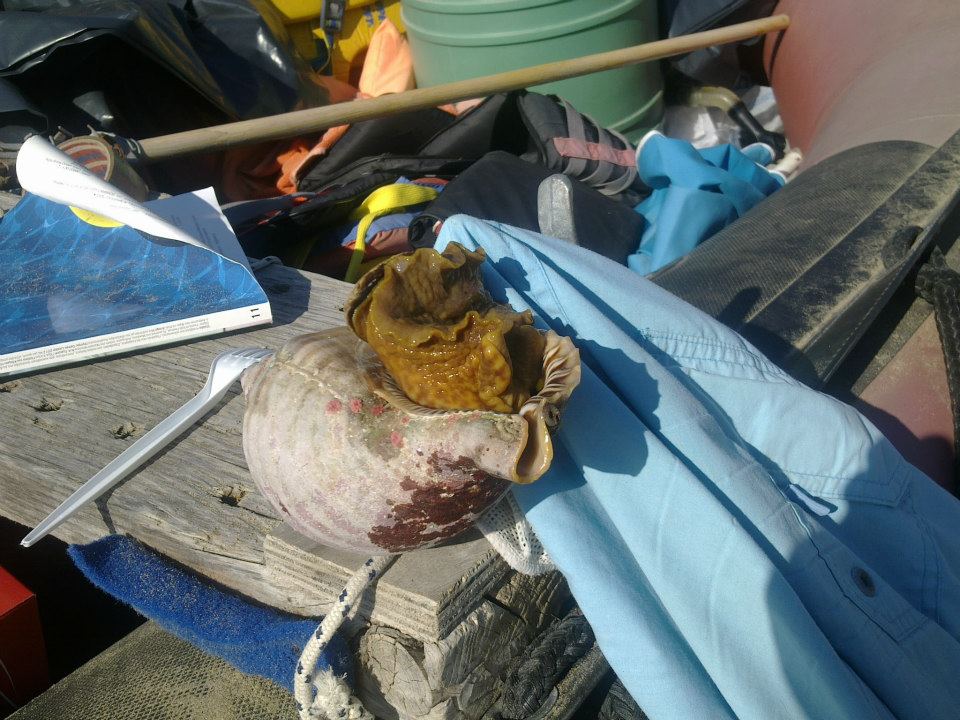 ΔΕΙΤΕ: Γιγαντιαίο θαλάσσιο σαλιγκάρι στη Κεφαλονιά - Φωτογραφία 2