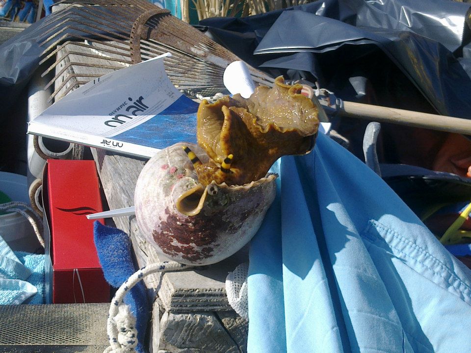 ΔΕΙΤΕ: Γιγαντιαίο θαλάσσιο σαλιγκάρι στη Κεφαλονιά - Φωτογραφία 5