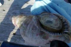 ΔΕΙΤΕ: Γιγαντιαίο θαλάσσιο σαλιγκάρι στη Κεφαλονιά