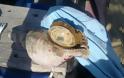 ΔΕΙΤΕ: Γιγαντιαίο θαλάσσιο σαλιγκάρι στη Κεφαλονιά - Φωτογραφία 3