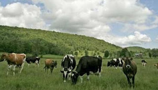 Τσοπάνηδες για...αδέσποτες αγελάδες προσέλαβε ο δήμος Καλαμάτας - Φωτογραφία 1