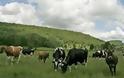 Τσοπάνηδες για...αδέσποτες αγελάδες προσέλαβε ο δήμος Καλαμάτας