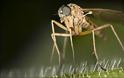 10 πράγματα που δεν ξέρετε για τα κουνούπια