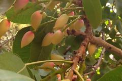 Κελυφωτά φιστίκια ή Φιστίκια Αιγίνης, μια σούπερ τροφή με μεγάλη θρεπτική αξία