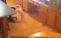 VIDEO: Ο επινοητικός σκύλος!