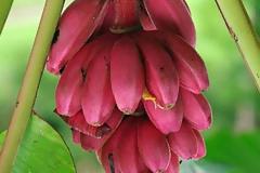 ΔΕΙΤΕ: Οι… κόκκινες μπανάνες!